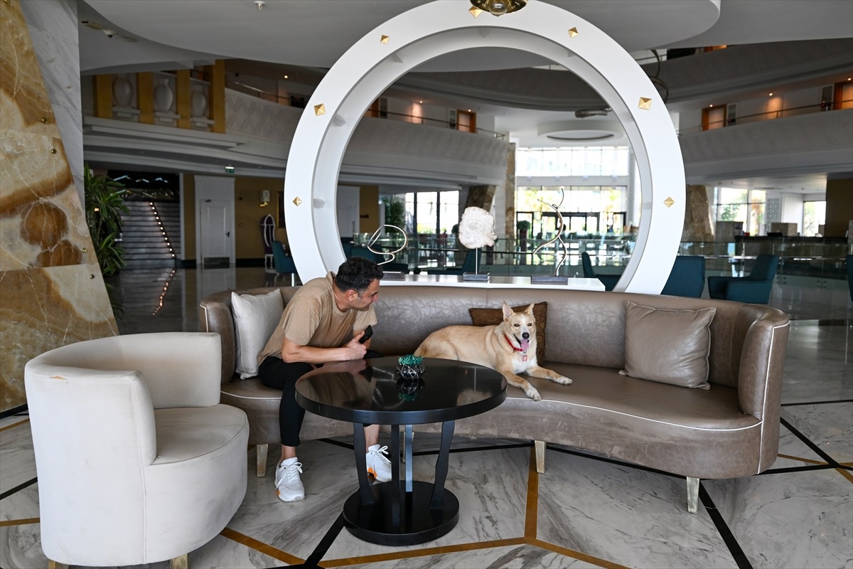 Alanya\'da otel inşaatında bulunan köpek turistlerin ilgi odağı haline geldi