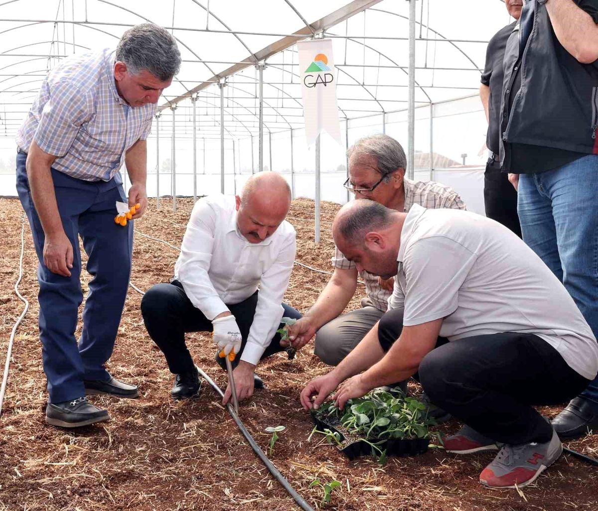 Adıyaman\'da Sera-GES ile Tarımsal Üretim Hızlanıyor