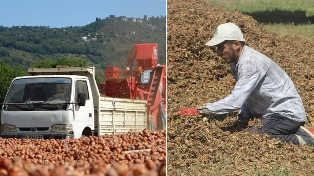 Yılda sadece 1 buçuk ay çalışıyorlar! Saatlik kazançları ise dudak ısırtıyor