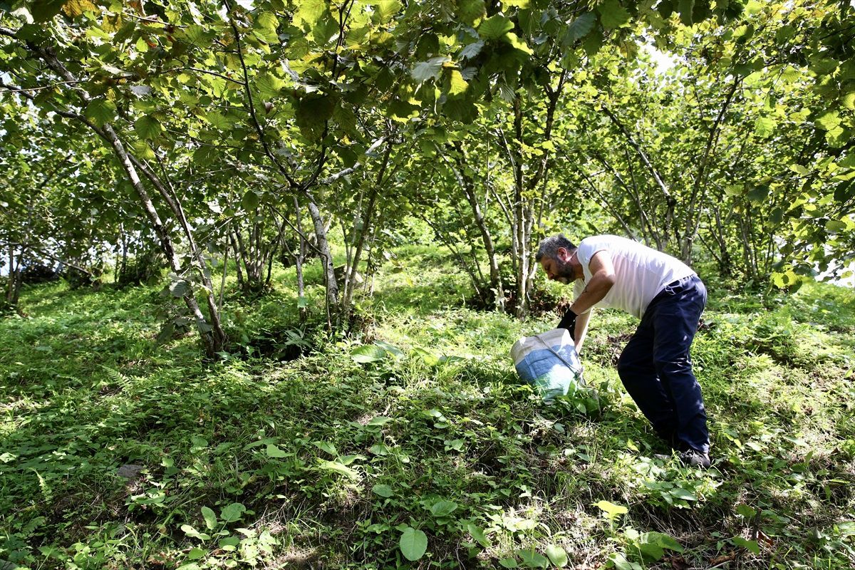 Giresun\'da Fındık Üreticileri Yerden Hasat Yöntemine Yöneldi