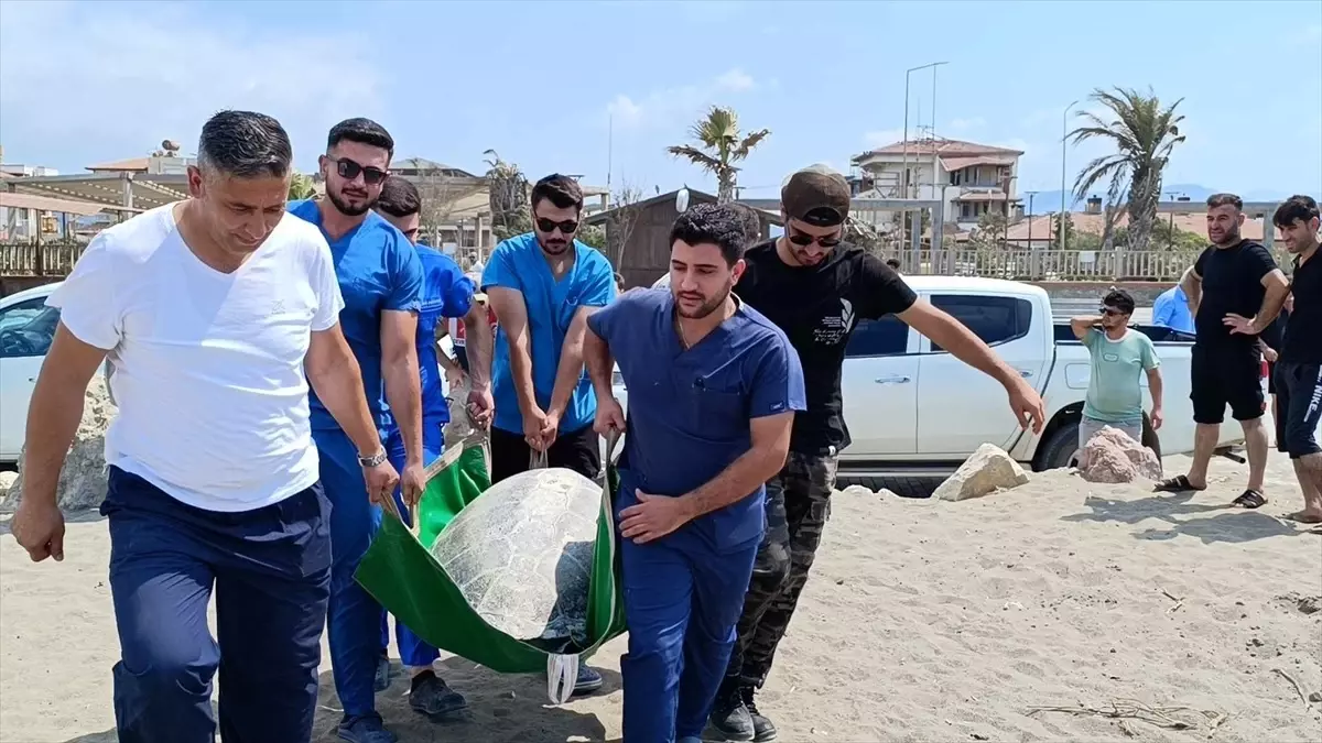 Samandağ\'da Tedavi Gören Kaplumbağalar Denize Salındı