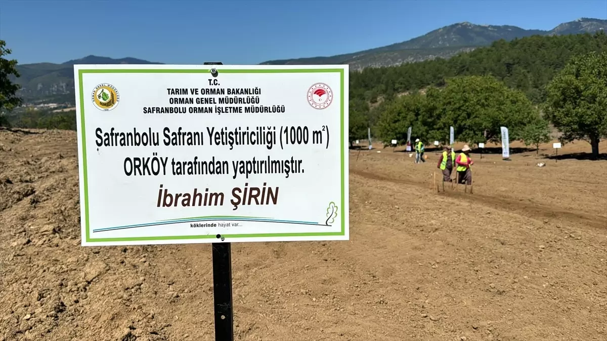 Safranbolu\'da Safran Ekimi Yapıldı