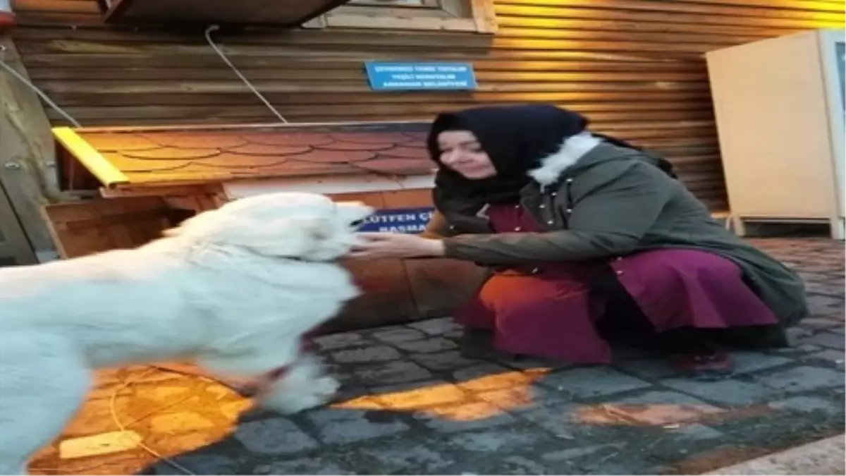 Sokak köpeklerini beslemek için yola çıkan kadın hayatını kaybetti