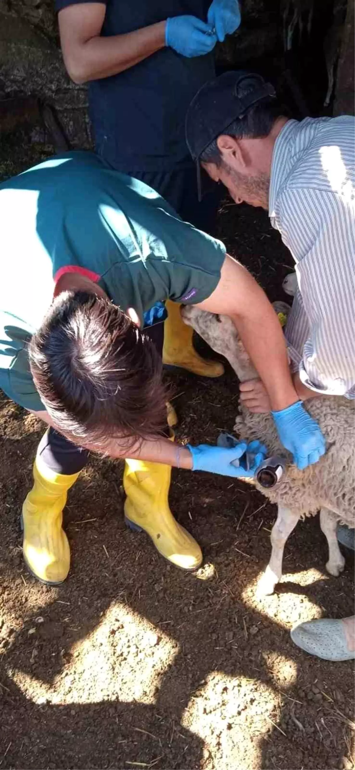 Bilecik\'te küçükbaş hayvanlar hastalıklara karşı aşılanıyor