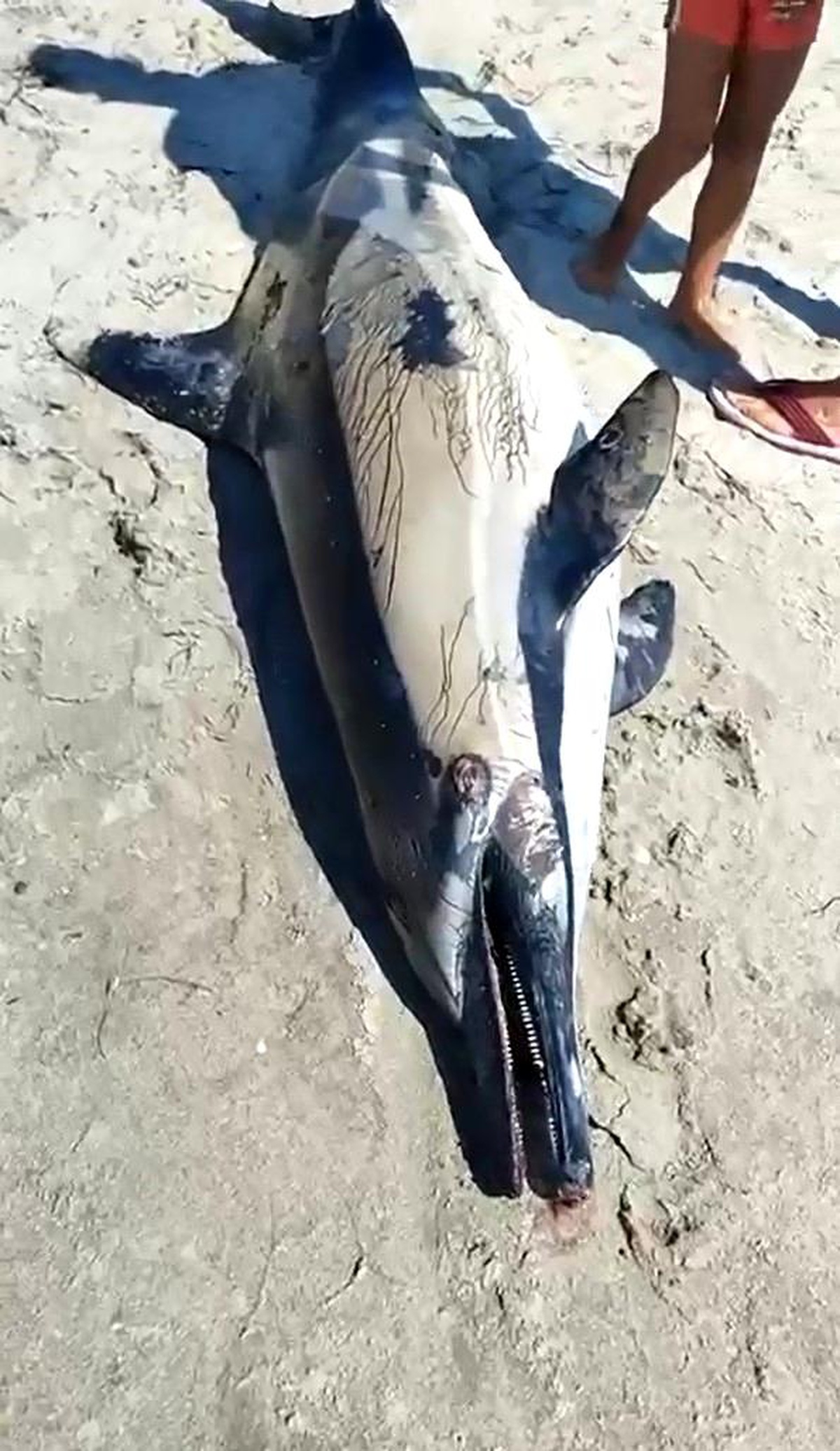 Kuşadası\'nda Sahile Ölü Bir Yunus Vurdu