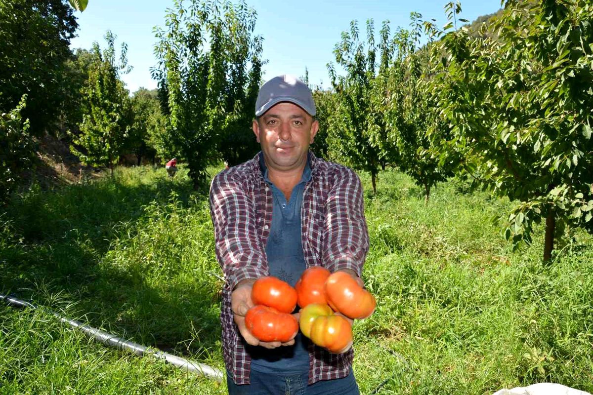Aydın\'da geçici domates hasat töreni gerçekleştirildi