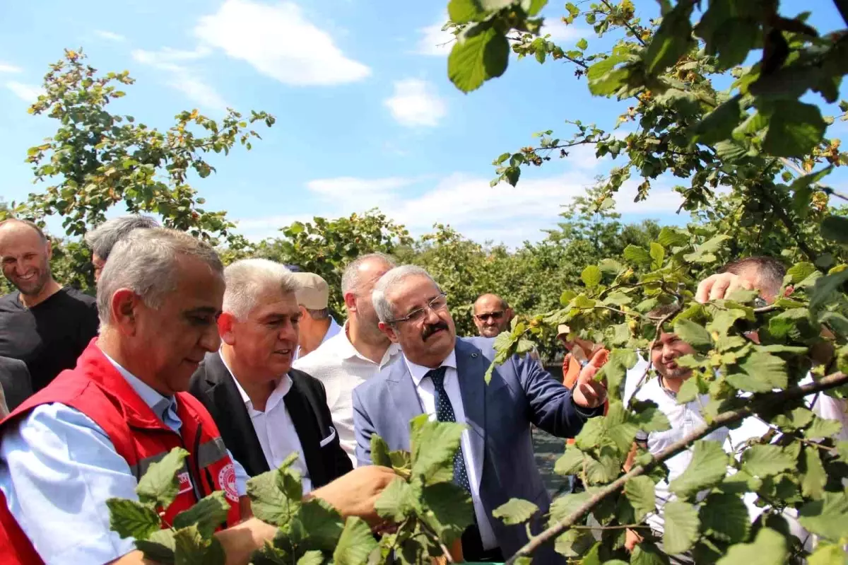 Samsun\'da Fındık Hasadı Yapıldı