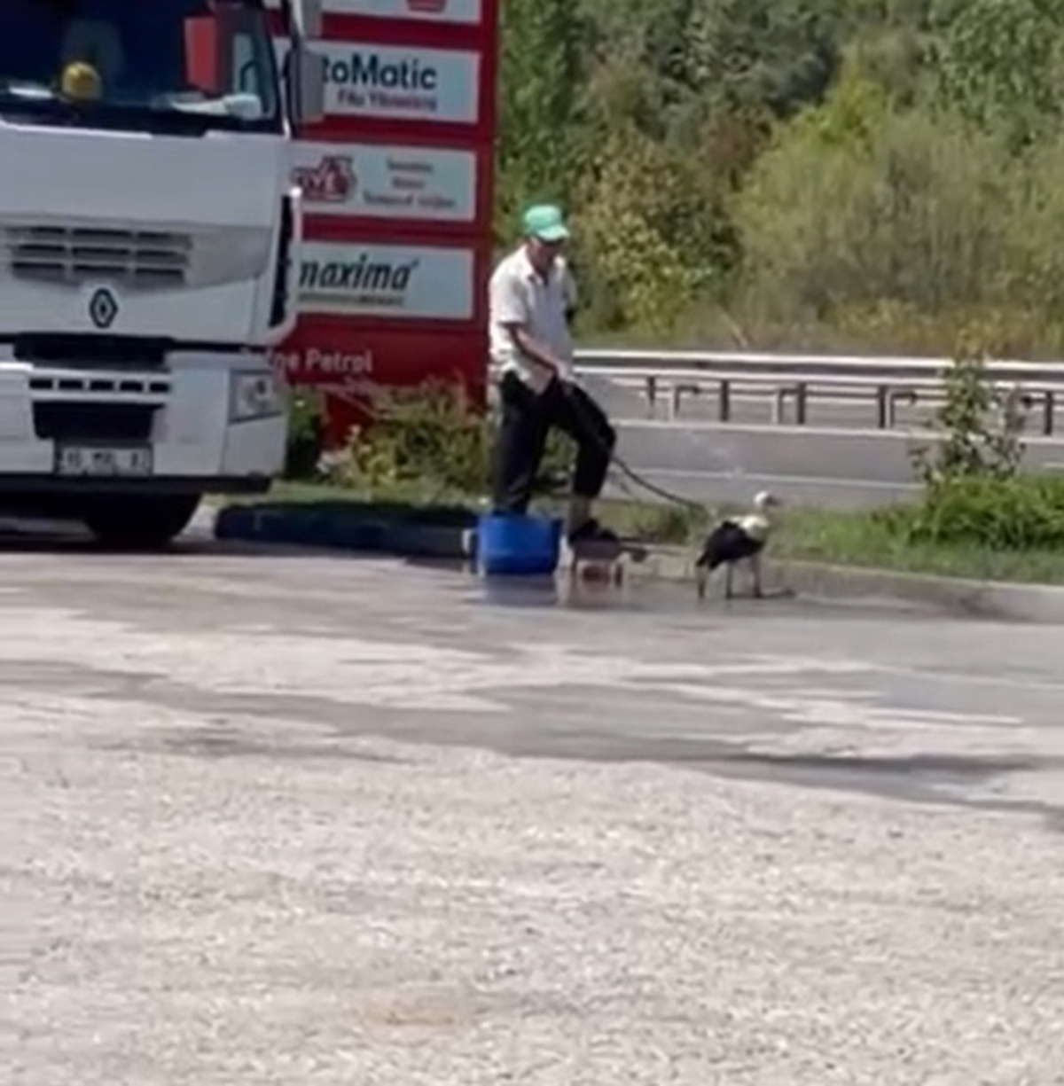 Akaryakıt istasyonunda serinletilen leylek