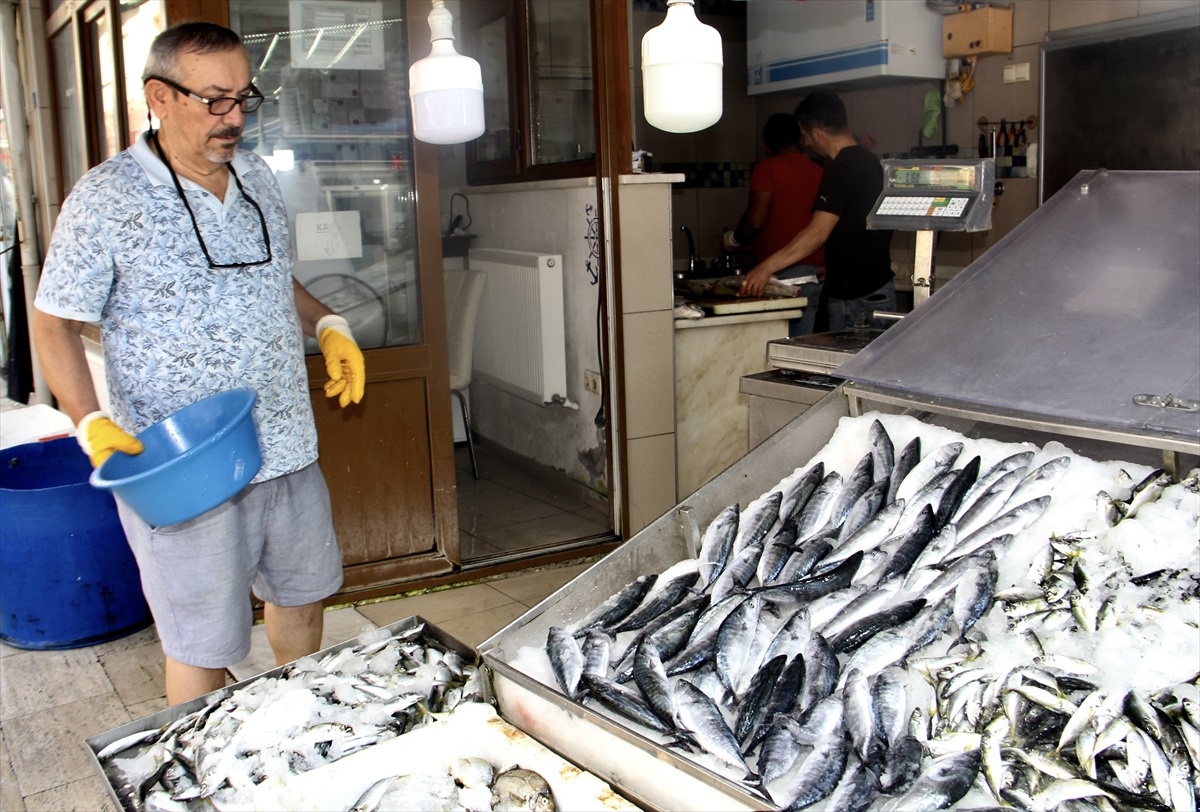 Sinop\'ta Sezonun İlk Palamutları Tezgahlarda