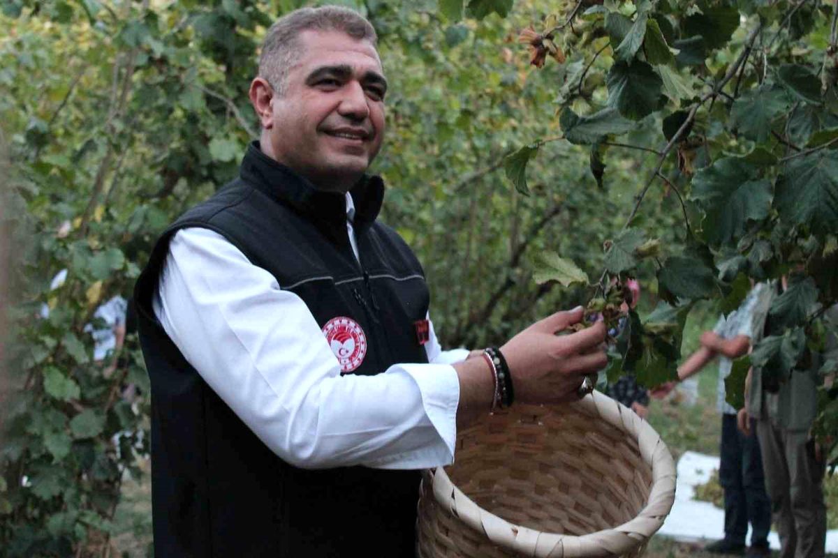 Düzce\'de Renkli Fındık Hasat Şenliği