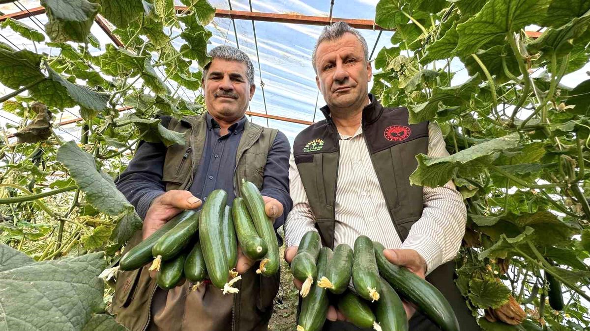 Yüksekova\'da 6 Arkadaş 11 Sera Kurarak Üretime Başladı