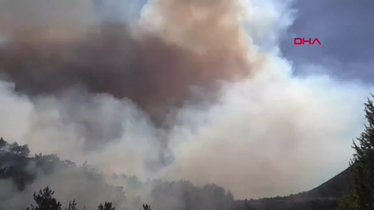 Kuşlar Yangından Kaçıyor