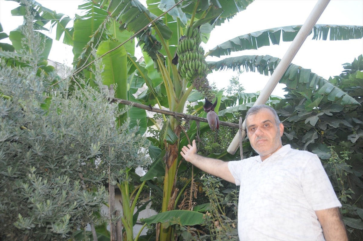 Şırnak\'ta uygun olmayan iklimde muz yetiştirildi