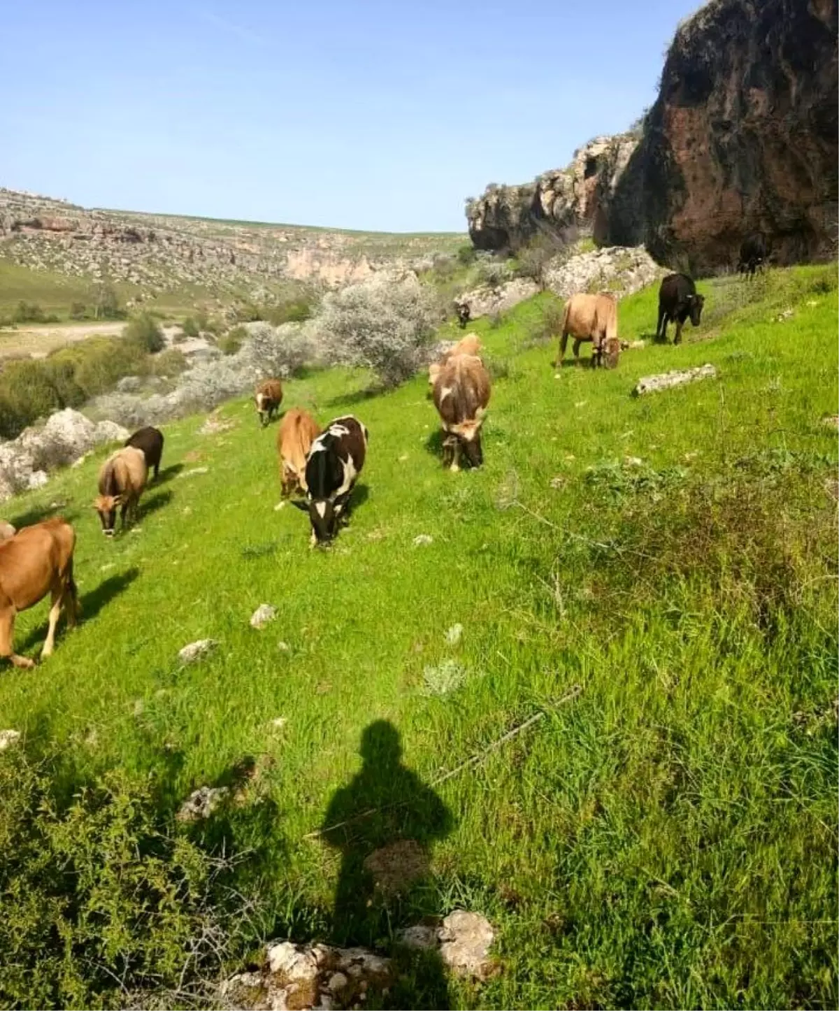 Diyarbakır\'da Hayvan Hırsızlığı: Aile, Çalınan İneklerini Bulunmasını İstiyor