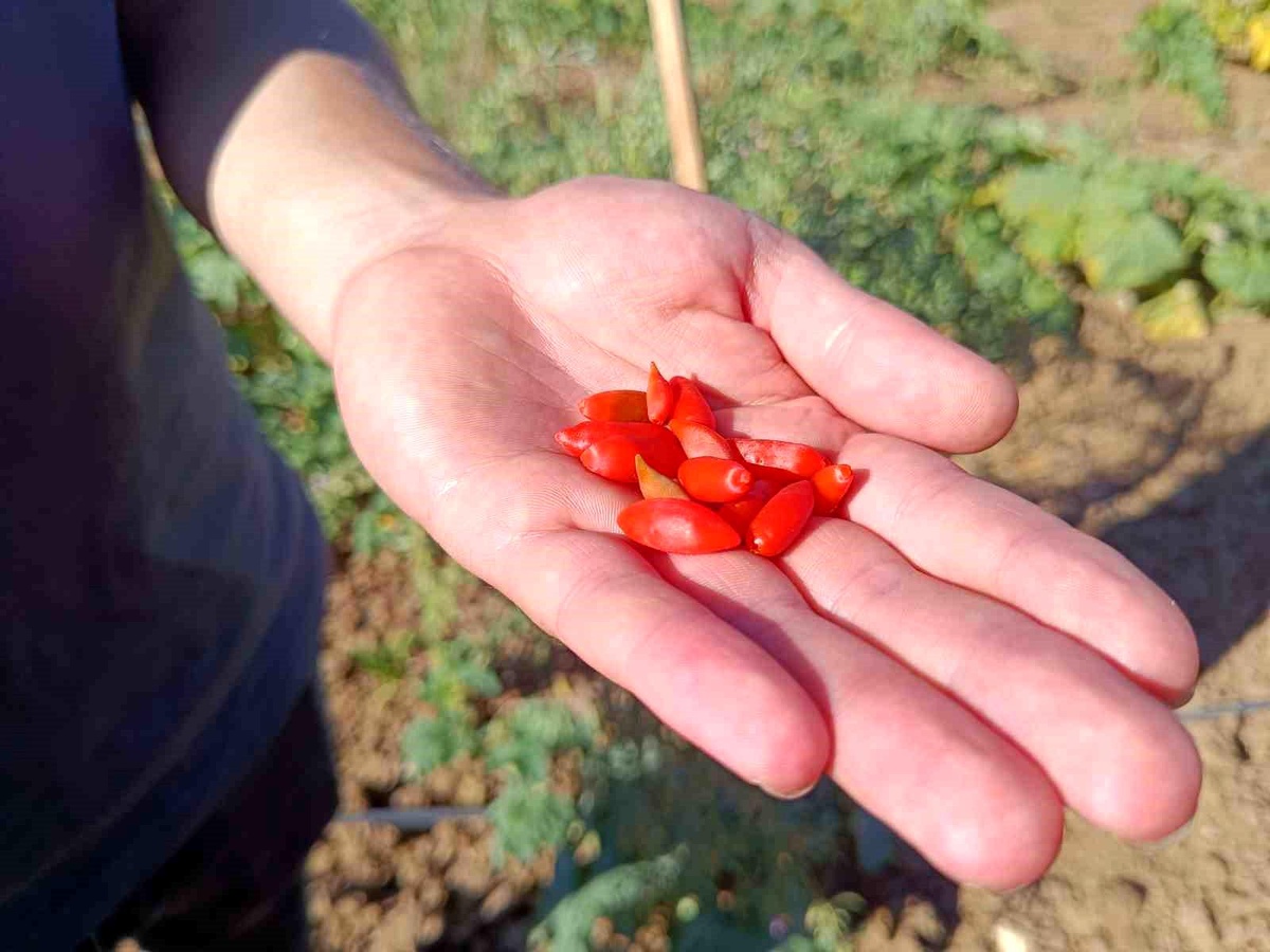 Bilecik\'te Goji Berry Fideleri Meyve Vermeye Başladı