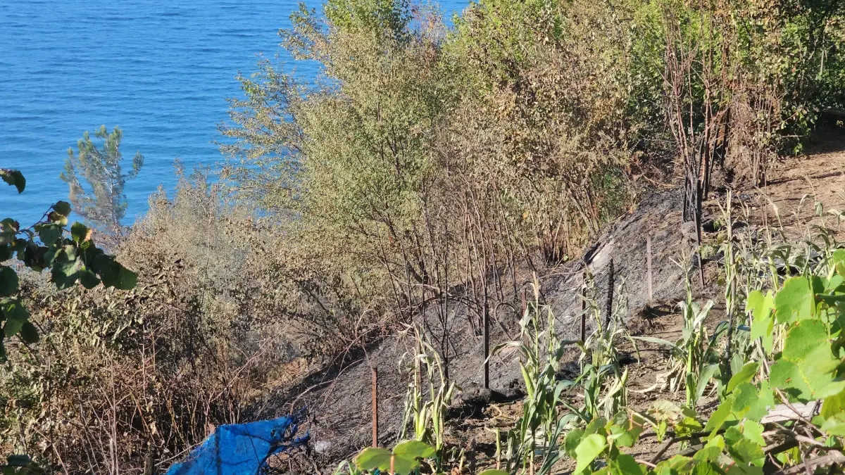 Zonguldak\'ta deniz kenarındaki fındık bahçesinde yangın çıktı