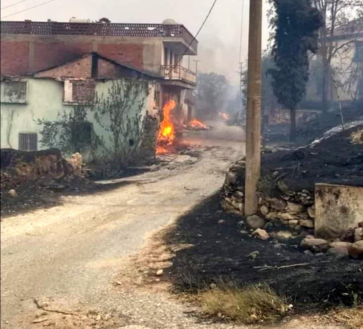 Manisa\'da çıkan orman yangınında hayvanlar telef oldu