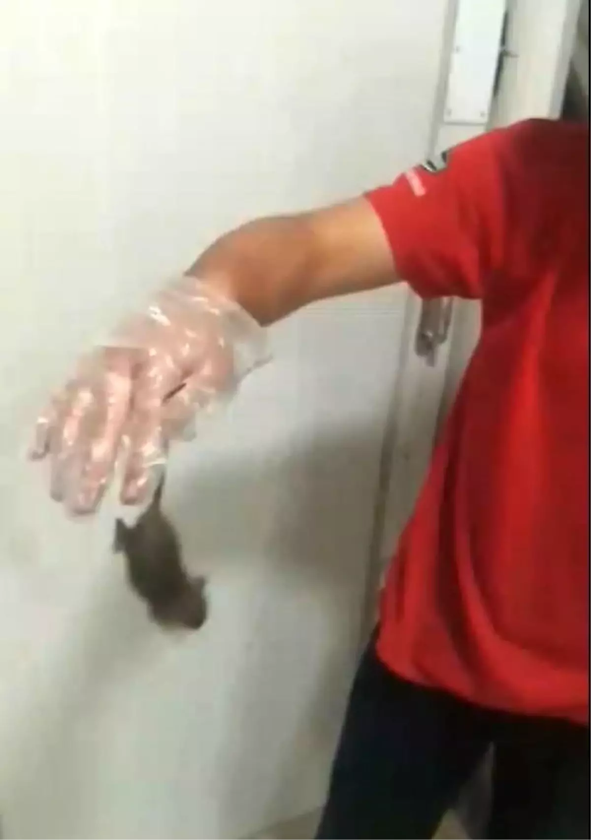 Gıda Zinciri Halktan\'ın Deposunda Çalışanın Elini Fare Isırdı