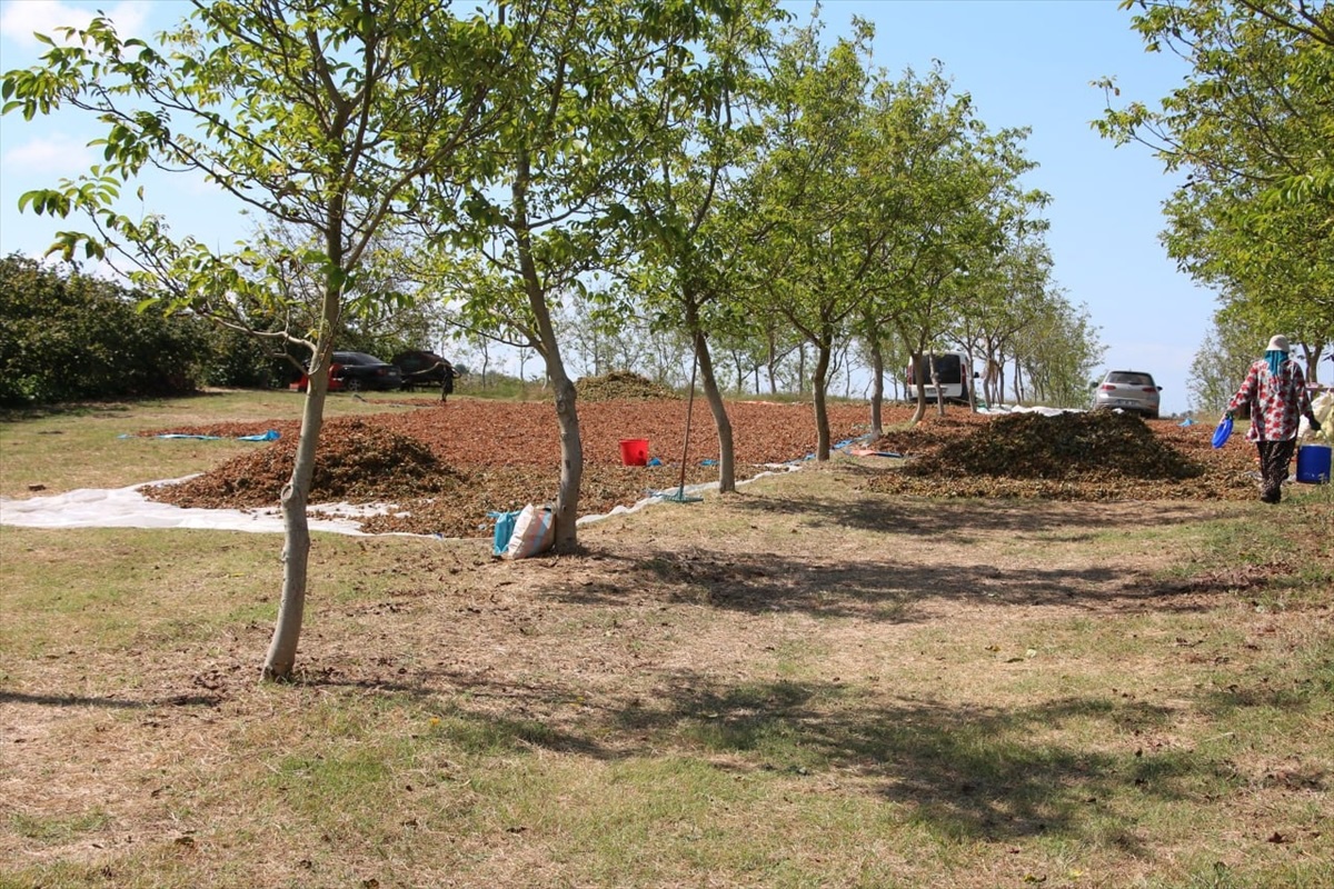 Kocaeli\'de Fındık Hasadı Başladı