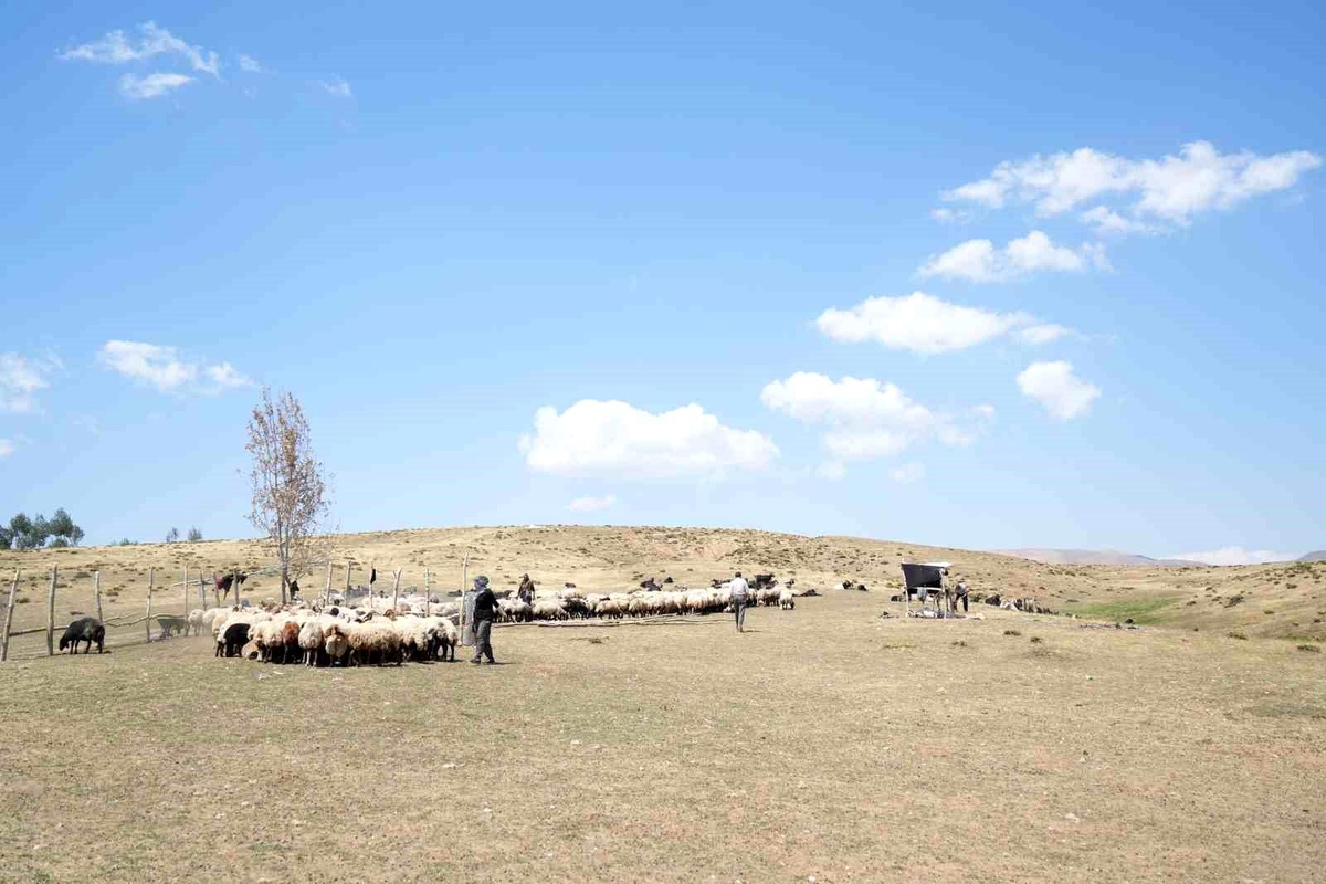 Muş\'ta Kadınların Zorlu Yayla Mesaisi