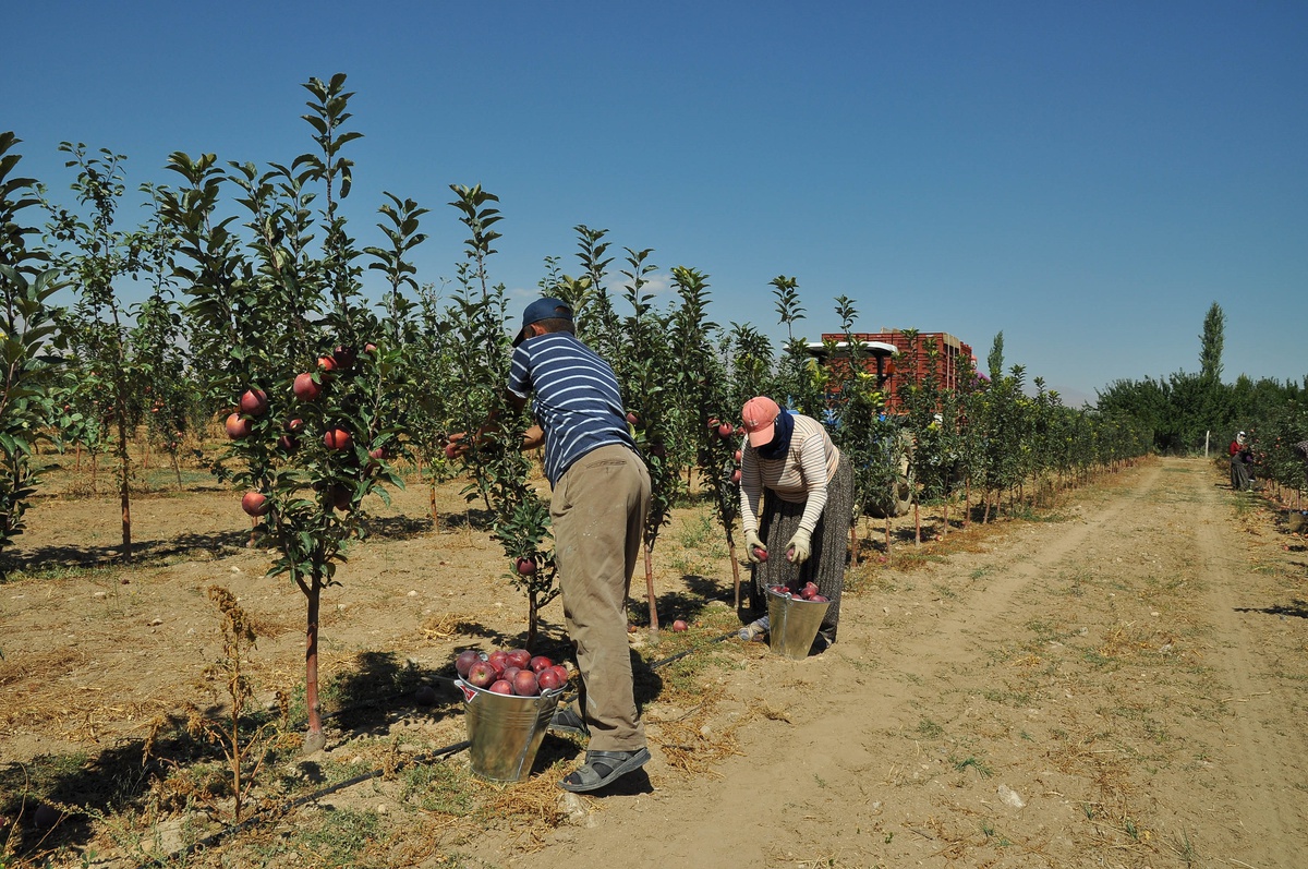 Niğde\'de Patates Üretimi ve İhracatı Artıyor