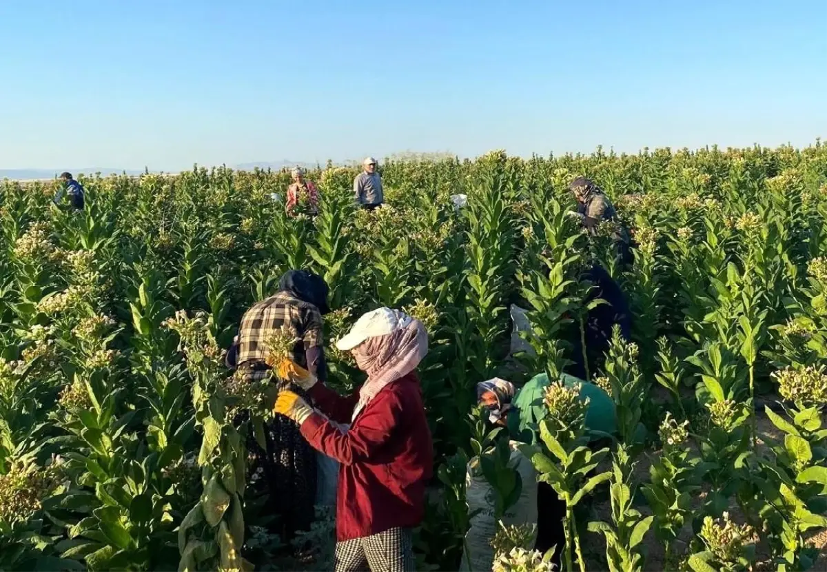 Adıyaman\'ın Samsat ilçesinde tütün hasadı başladı