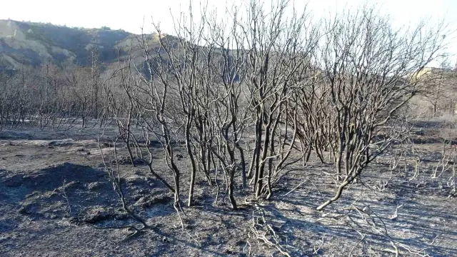 Çanakkale'de alevlerle mücadele sürüyor! Bir günde yaşanan kayıp gözler önüne serildi