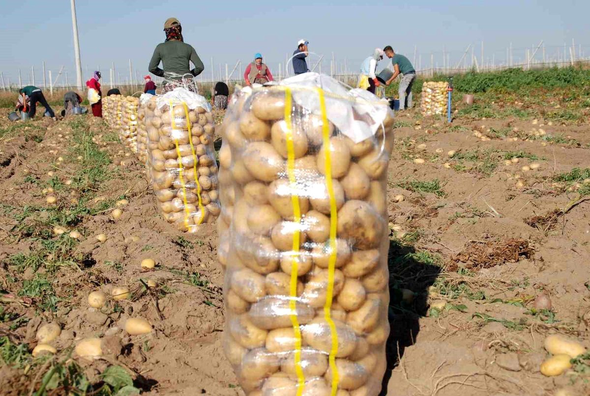 Niğde\'de Hasat Dönemi Devam Ediyor