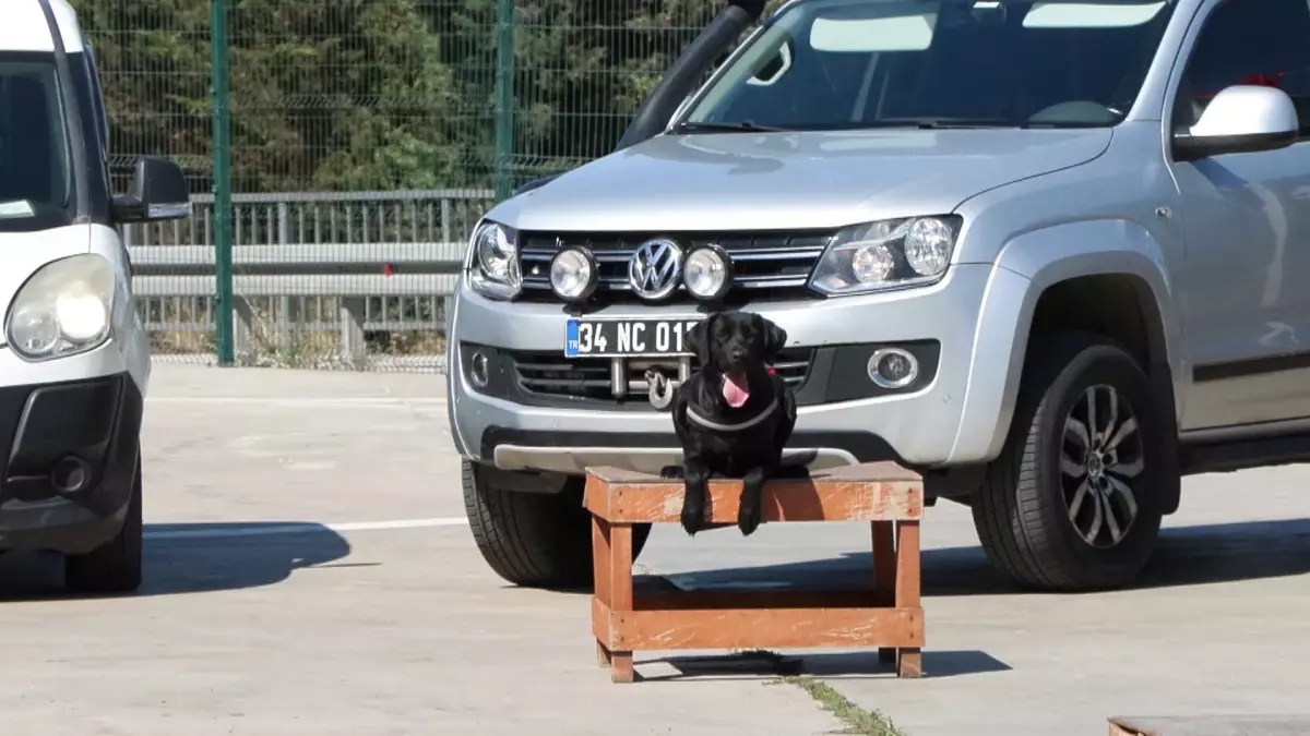 Arama Kurtarma Köpekleri Doğal Afetlerde Hayat Kurtarıyor