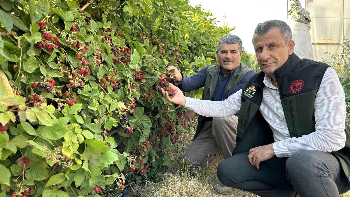 Yüksekova\'da Böğürtlen Hasadı Başladı: Kilosu 50 TL