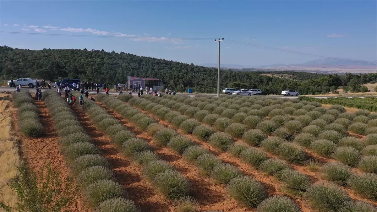 Afyonkarahisar\'ın Dazkırı ilçesinde lavanta hasadı hareketliliği yaşanıyor