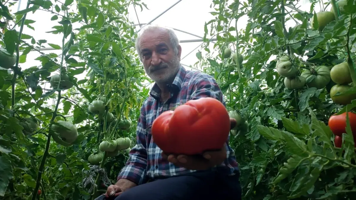 Erzurum\'un Tortum ilçesinde doğal tarım yöntemleriyle yetiştirilen dev domatesler büyük ilgi görüyor