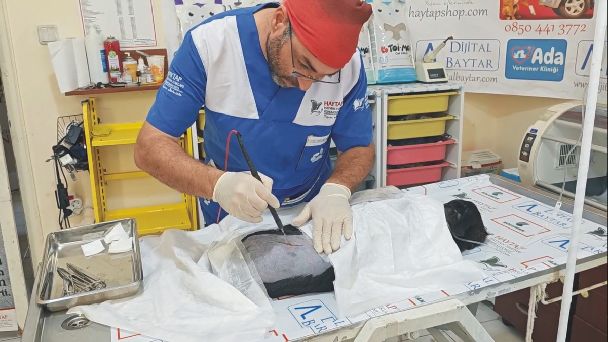 Yaralı Köpek Çöp Konteynerinde Bulundu