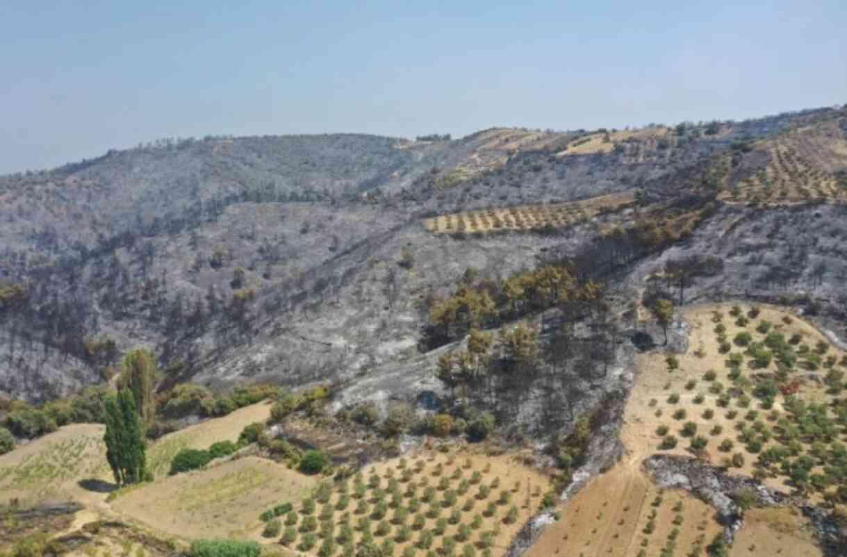 Manisa'dan kahreden görüntü! Yeşilliklerden geriye küle dönmüş bir orman kaldı