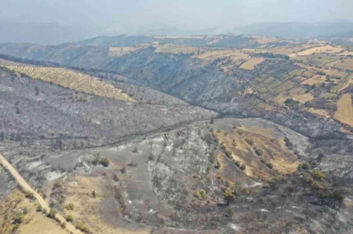 Manisa'dan kahreden görüntü! Yeşilliklerden geriye küle dönmüş bir orman kaldı