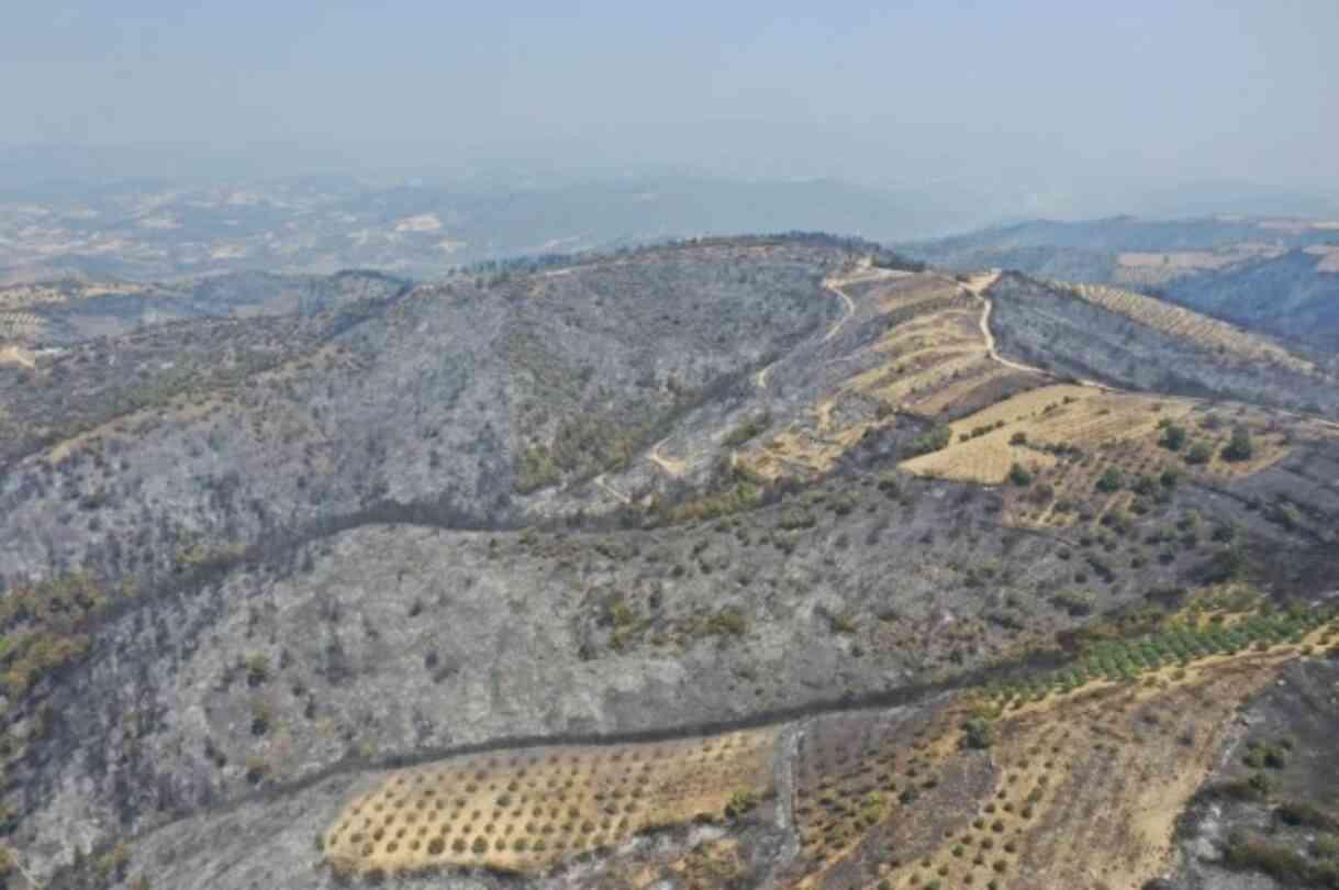 Manisa'dan kahreden görüntü! Yeşilliklerden geriye küle dönmüş bir orman kaldı