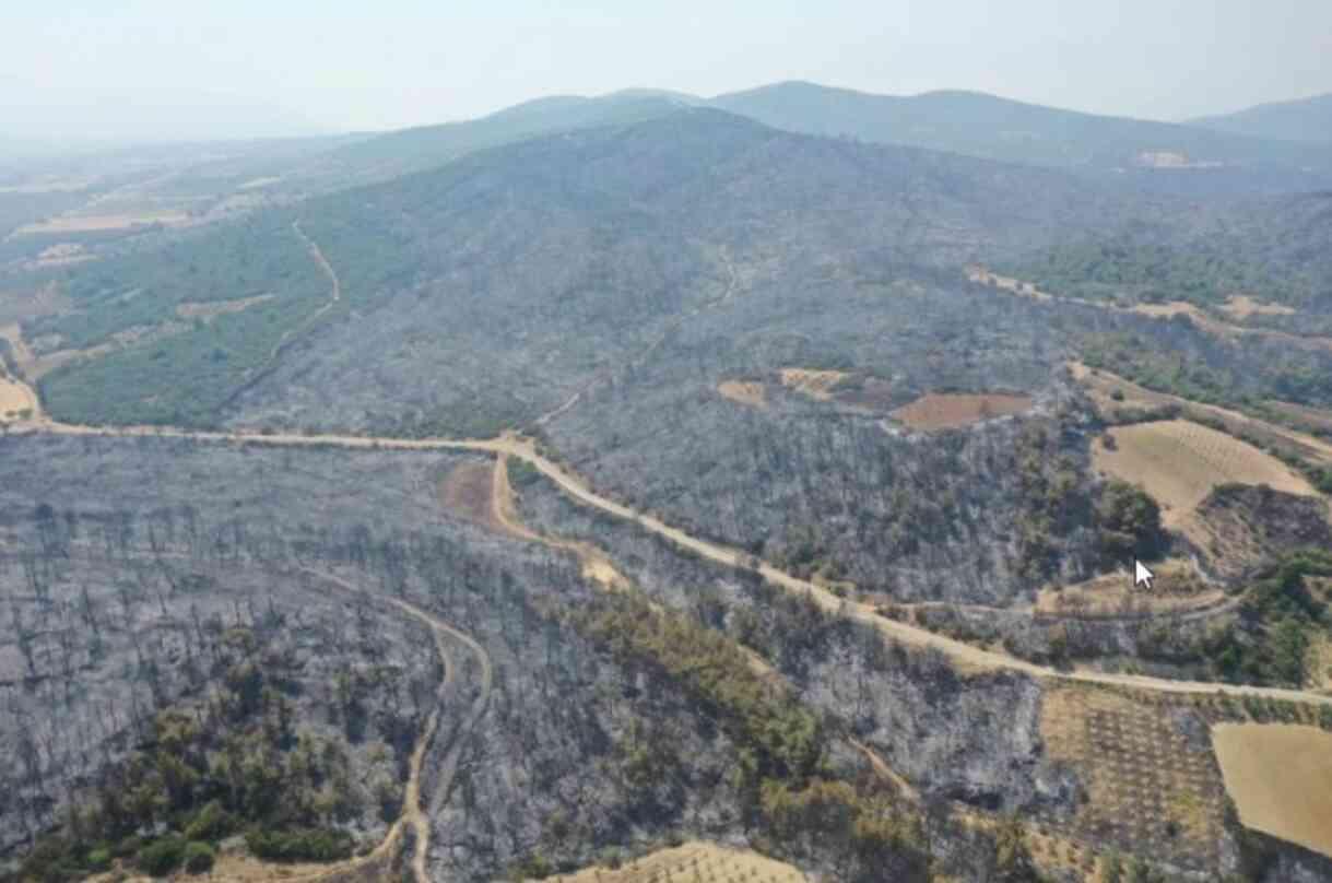 Manisa'dan kahreden görüntü! Yeşilliklerden geriye küle dönmüş bir orman kaldı