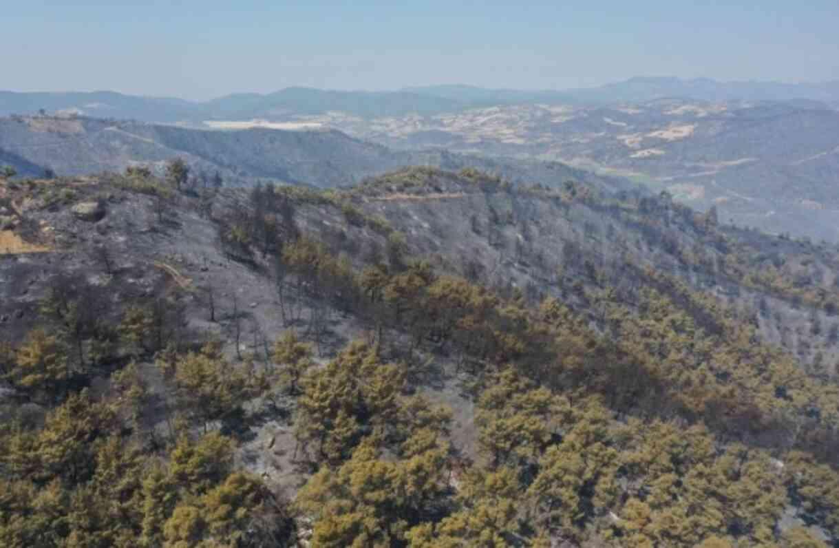 Manisa'dan kahreden görüntü! Yeşilliklerden geriye küle dönmüş bir orman kaldı