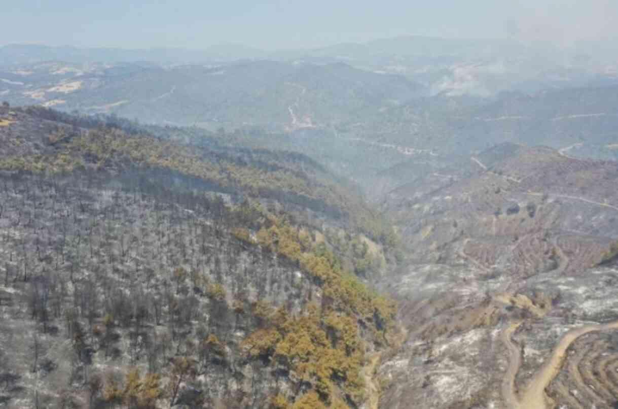 Manisa'dan kahreden görüntü! Yeşilliklerden geriye küle dönmüş bir orman kaldı