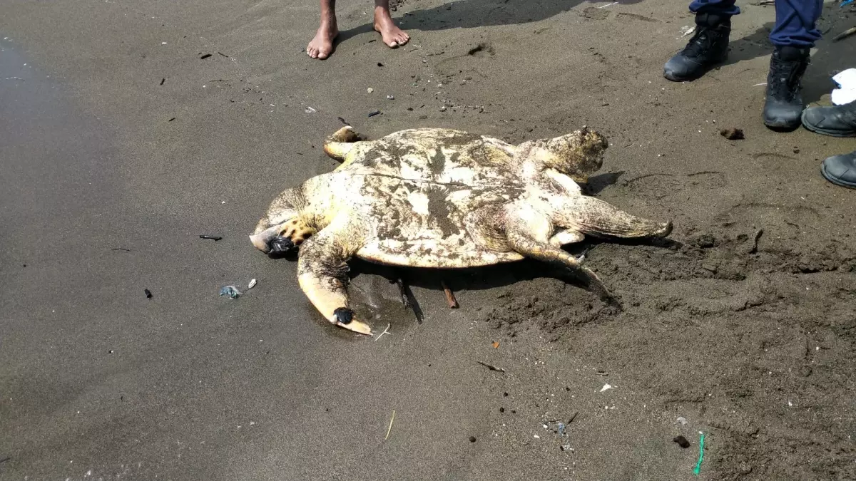 Samandağ Sahilinde Ters Dönmüş Yaralı Caretta Caretta Yavrusu Bulundu