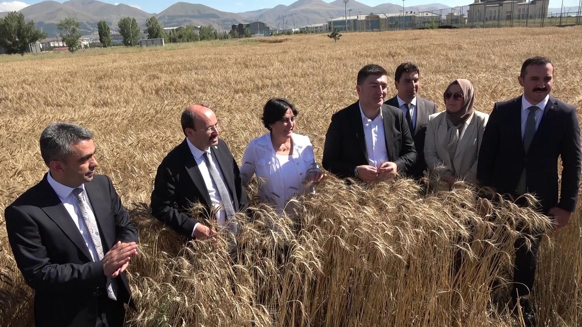 Erzurum Teknik Üniversitesi, yerli ve milli tohum üretimine ayrılan arazisinde çalışmalarını sürdürüyor
