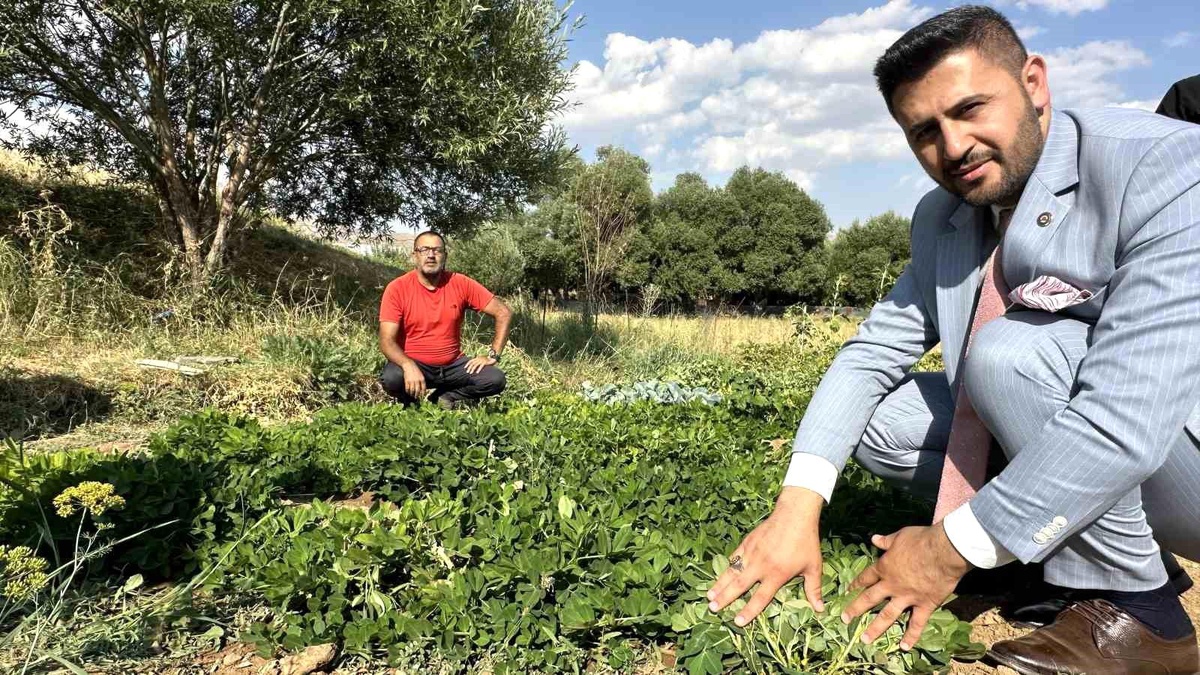 Yüksekova\'da yer fıstığı üretimi büyüyor