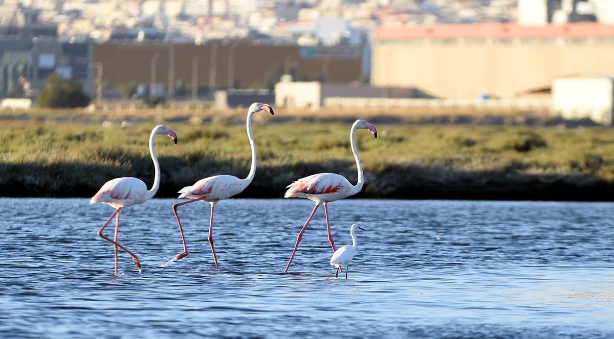 İzmir\'deki Gediz Deltası, Kuş Gözlemcileri İçin Cennet