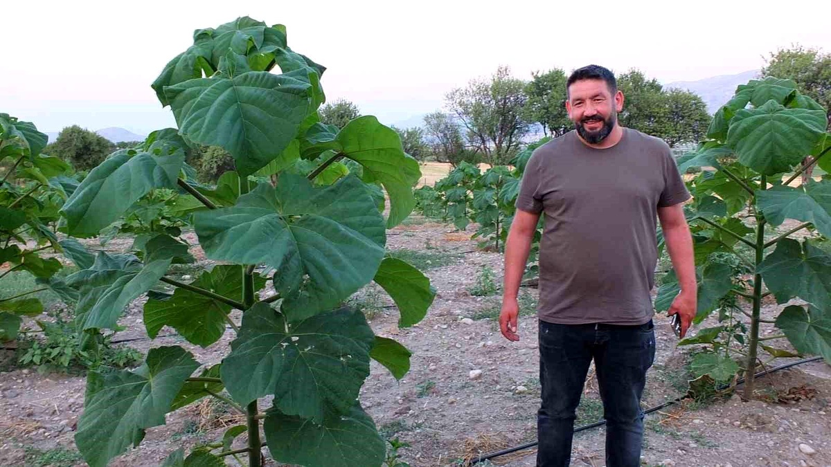 Afyonkarahisar\'da Pavlonya Ağacı Dikildi