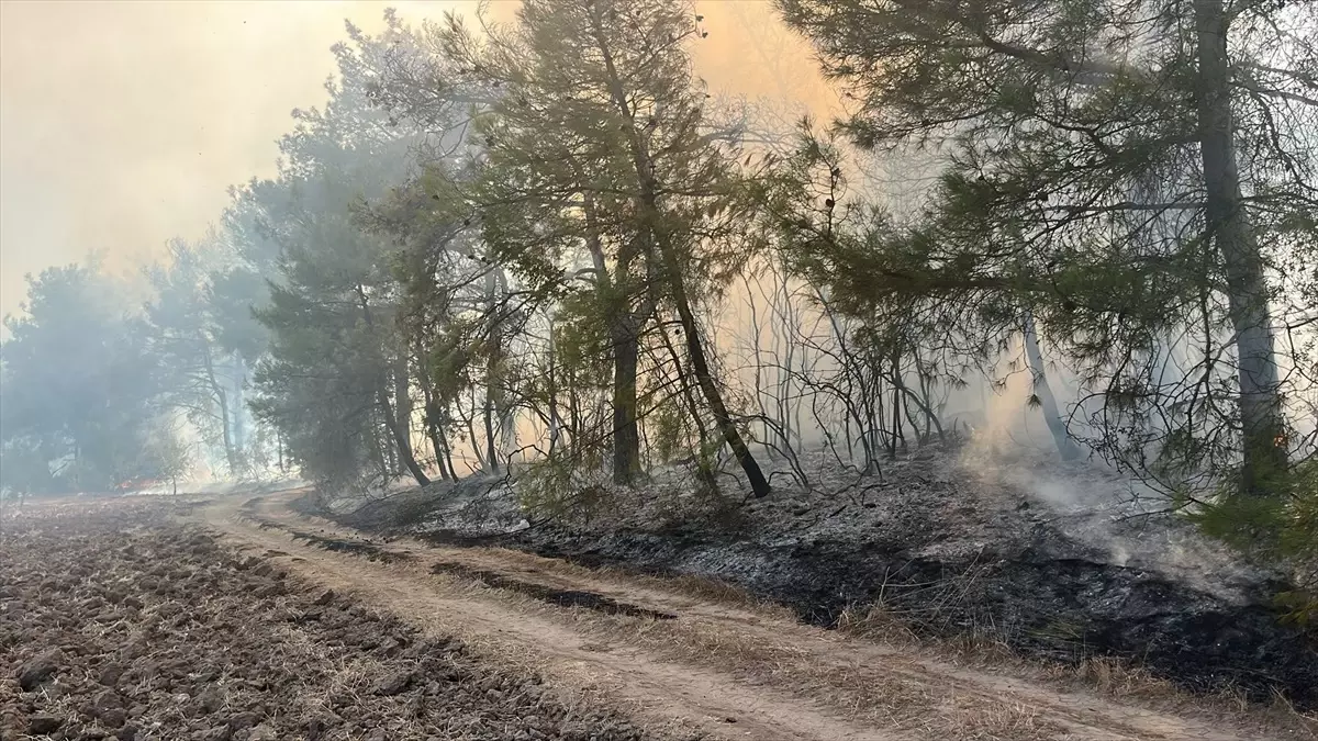 Mudanya\'da Ormanlık Alanda Yangın Çıktı