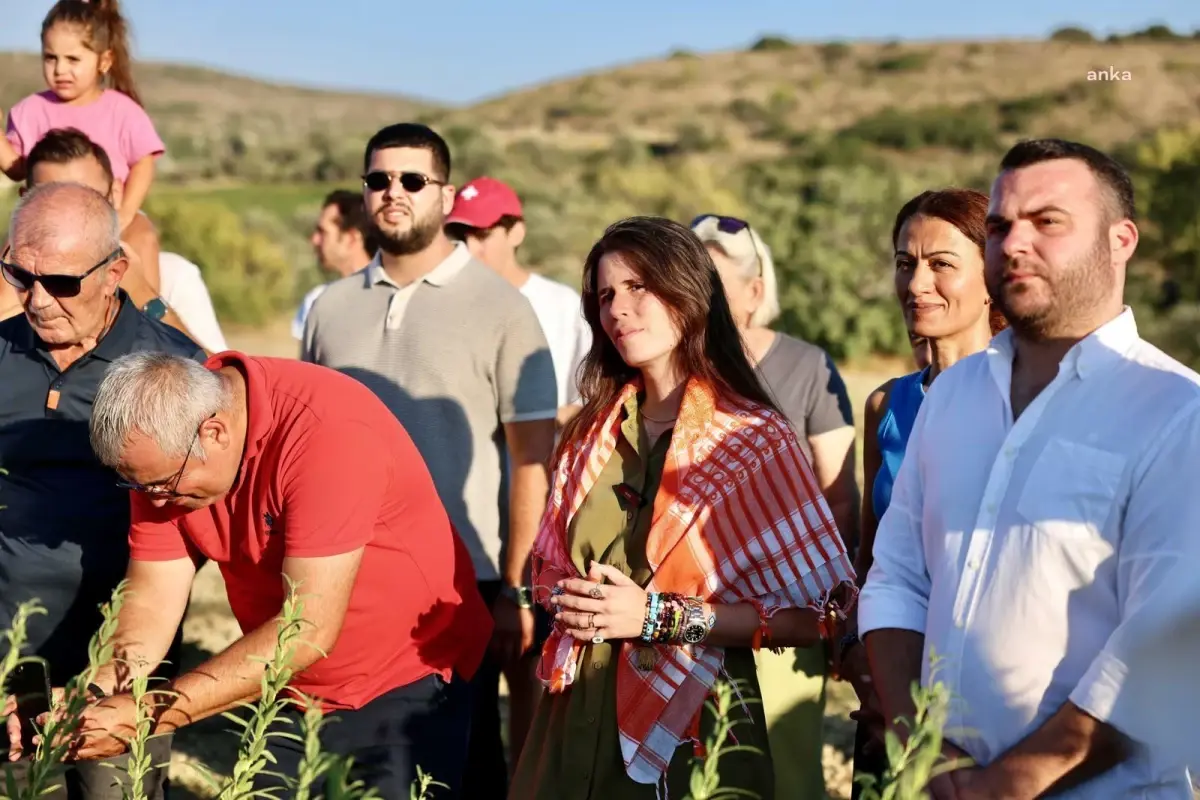 Çeşme\'de Ata Tohumu Susam Hasadı Gerçekleştirildi