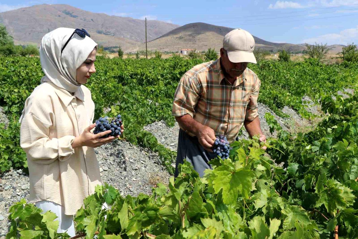 Üzümlü İlçesinde Cimin Üzümü Hasadı Başladı