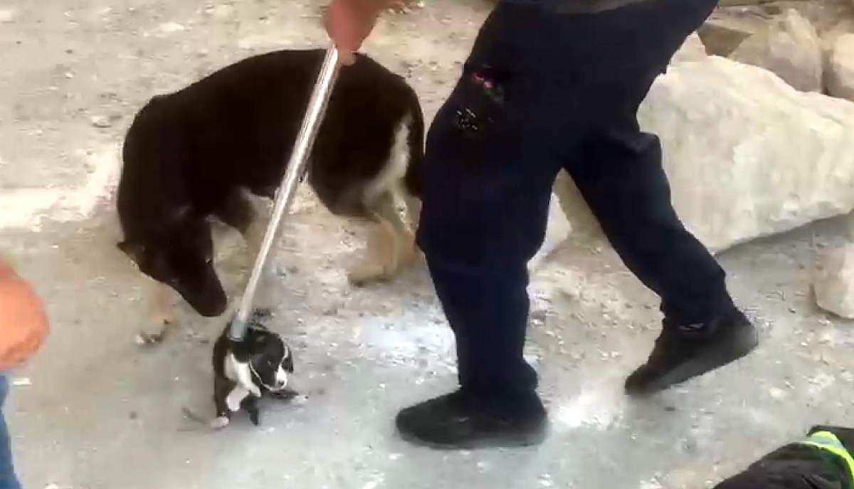 Depremde sıkışan 5 yavru köpek kurtarıldı, anne köpeğin duygusal anları görüntülendi