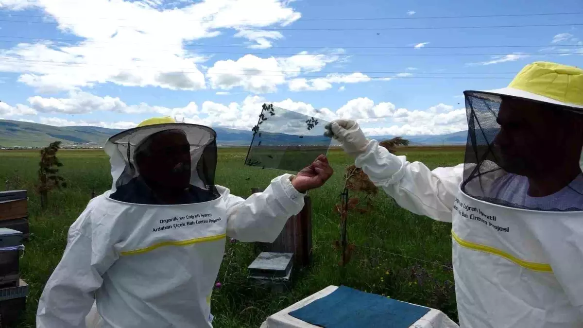 Ardahan\'da Arıcılık Yapan Kadir Özer, Altından Daha Değerli Olan Arı Zehrini Üretiyor