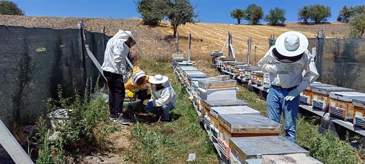 Bilecik\'te bal üretimi desteklemelerle arttı